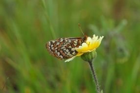 butterfly bay checkerspot or Euphydryas editha bayensis