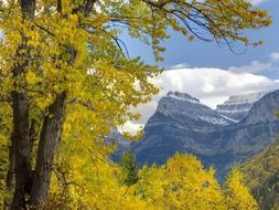 view through the trees on mountain snow-capped peaks