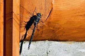 Black dragonfly on a wall
