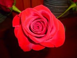 red rose of ideal shape