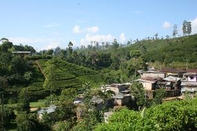 green plantations near buildings
