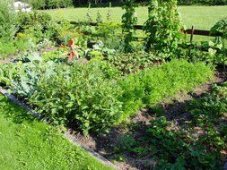 Allotment for the garden