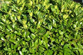 hedge plant green leaves