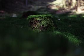 green moss in a dark forest