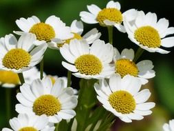 bouquet of white daisies