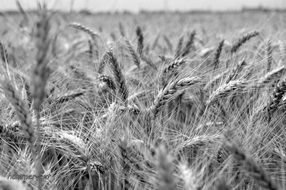 wheat field black and white view