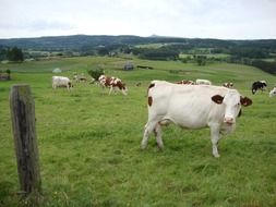 Cow on a green meadow in France