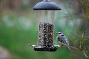 Bird eating from a bird feeder