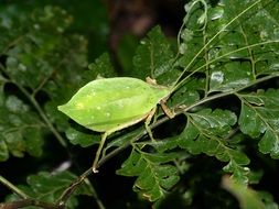 robe costa rica