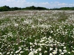 Beautiful meadow with white marguerite flowers among the plants