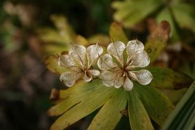 winterling seeds was plant