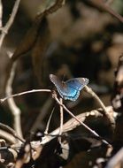 splendiferous butterfly