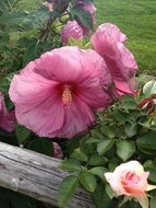 pink rustic flower