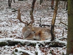 fallow deer laying in winter forest