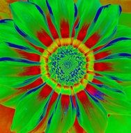 Clip art of colorful flower bloom