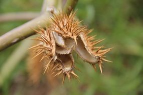 Flower with thorns