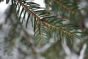 branch with green needles