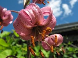 Beautiful Turk's Cap Lily in summer