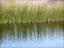 bushes of reeds on the pond