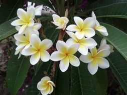 white flowers with green leaves