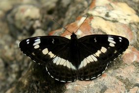 black butterfly on stone