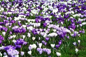 purple and white spring flowers in the meadow