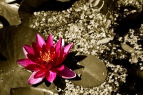 pink water lily in the summer pond