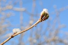 branch with a green sprout in the snow