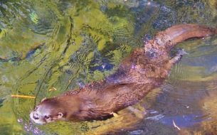 An otter swims in the water