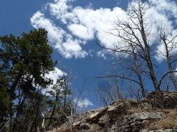 trees rocks sky