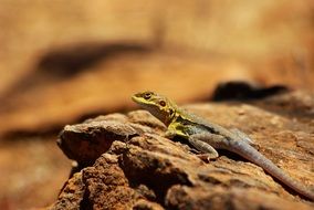 Lizard in nature