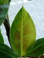 banana leaves close-up