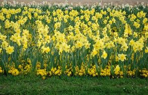 landscape of A lot of the beautiful colorful daffodil flowers