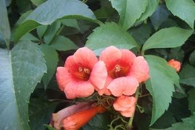 coral alanya flowers closeup