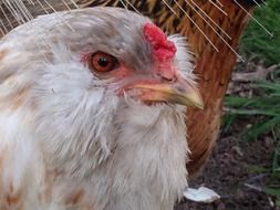 white chicken near a tree