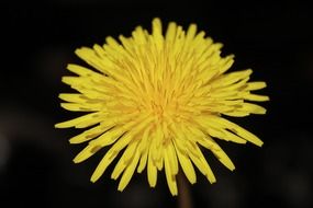 yellow dandelion buttercup macro