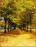Alley through autumn trees in Berlin