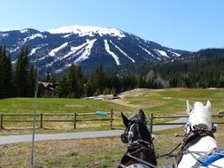 landscape of Carriage horses and mountain in the British Columbia