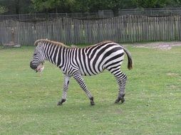 zebra walking on a green meadow