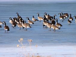 many geese on a frozen lake