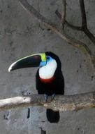 Photo of tucan bird