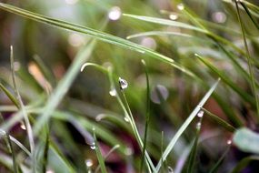 macro picture of Dew drops on thin stems of plants