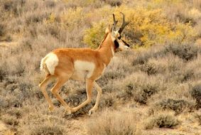 pronghorn in prairie