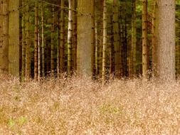 Yellow grass near forest