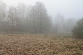 fog among the trees in the forest