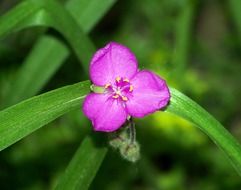 flower pink purple