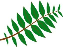 plant branch with green leaves