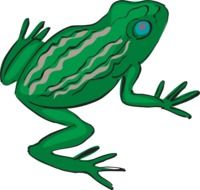 tropical frog as an illustration