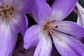 purple flowers in autumn