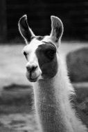 lama black-white photo